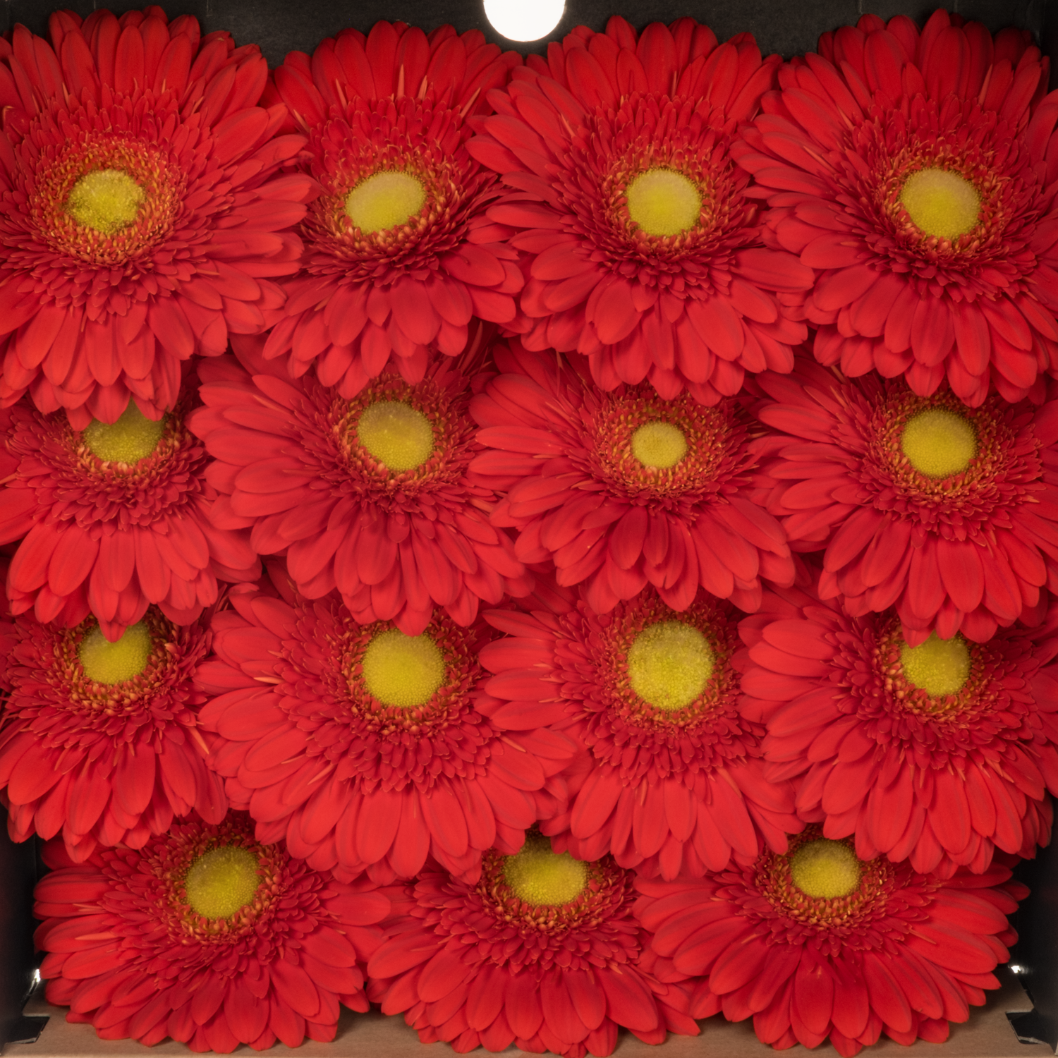 Gerbera rot Roxy