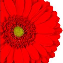 Gerbera rot Roxy