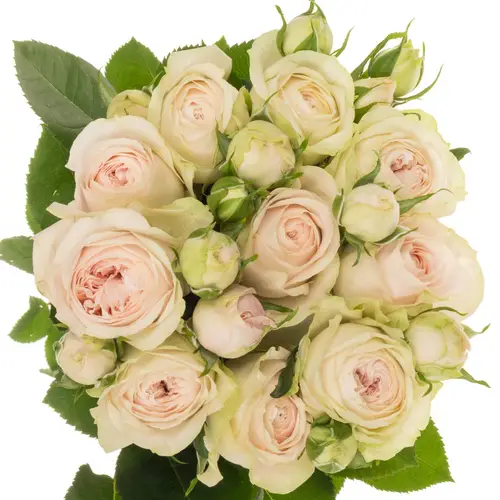 Rose verzweigt hell rosa Silva Sweet 4+Blüte 60cm
