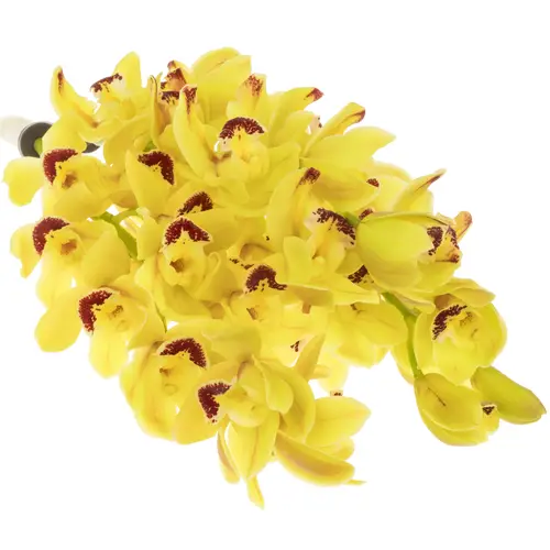 Mini Cymbidium gelb Del Rey 60cm 12+Blüte