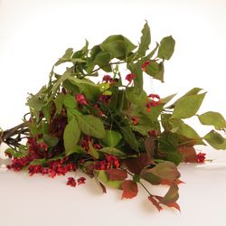 Euonymus rot 60cm
