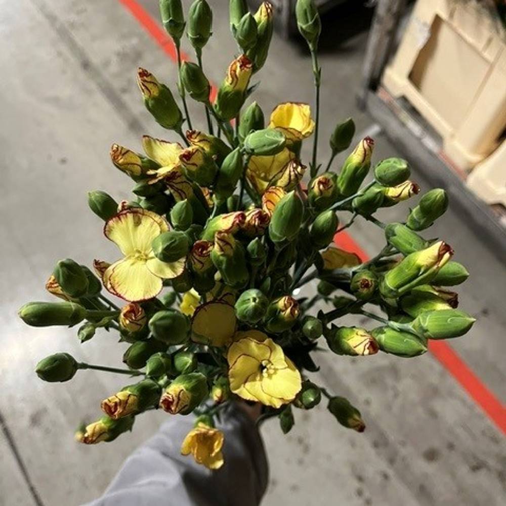 Mininelke gelb Soland Firefly 60cm