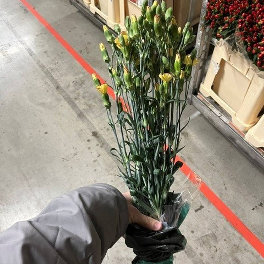 Mininelke gelb Soland Firefly 60cm