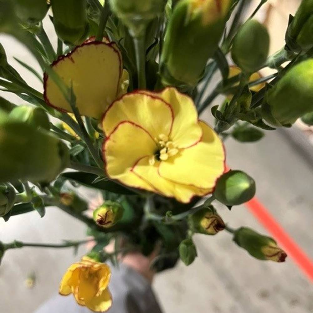 Mininelke gelb Soland Firefly 60cm