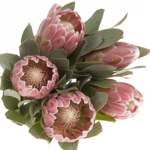 Protea rosa Penny 70cm