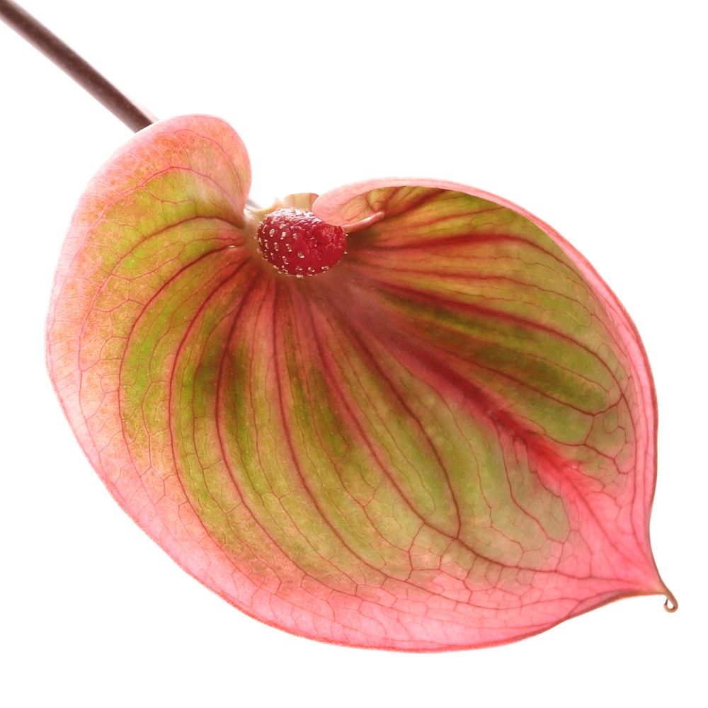 Anthurium rosa/grün Scoop Blüte 13cm