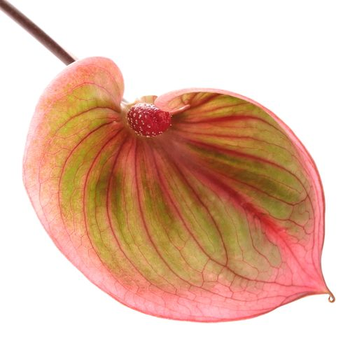 Anthurium rosa/grün Scoop Blüte 13cm