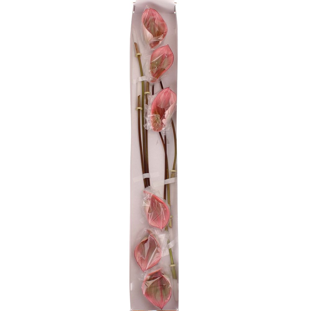 Anthurium rosa/grün Scoop Blüte 13cm
