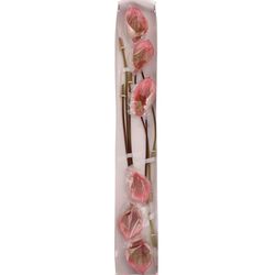 Anthurium rosa/grün Scoop Blüte 13cm