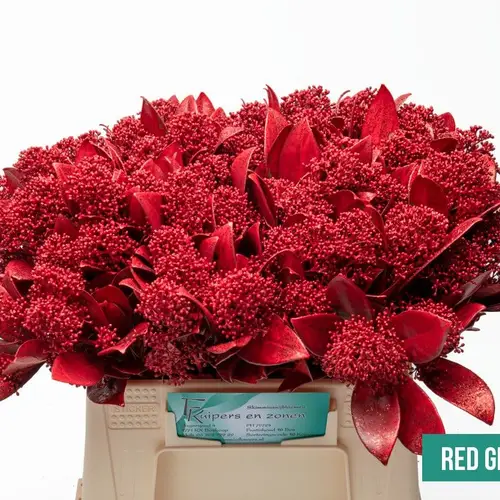 Skimmia rot gefärbt glitter 45cm