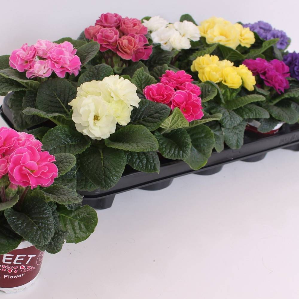 Primula Gef. Rubens mix T11 H020