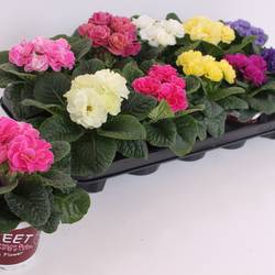 Primula Gef. Rubens mix T11 H020