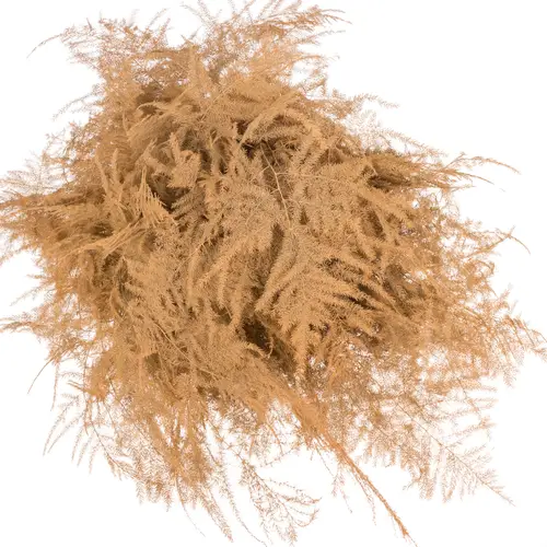 Plumosus apricot gefärbt 45cm (x25)