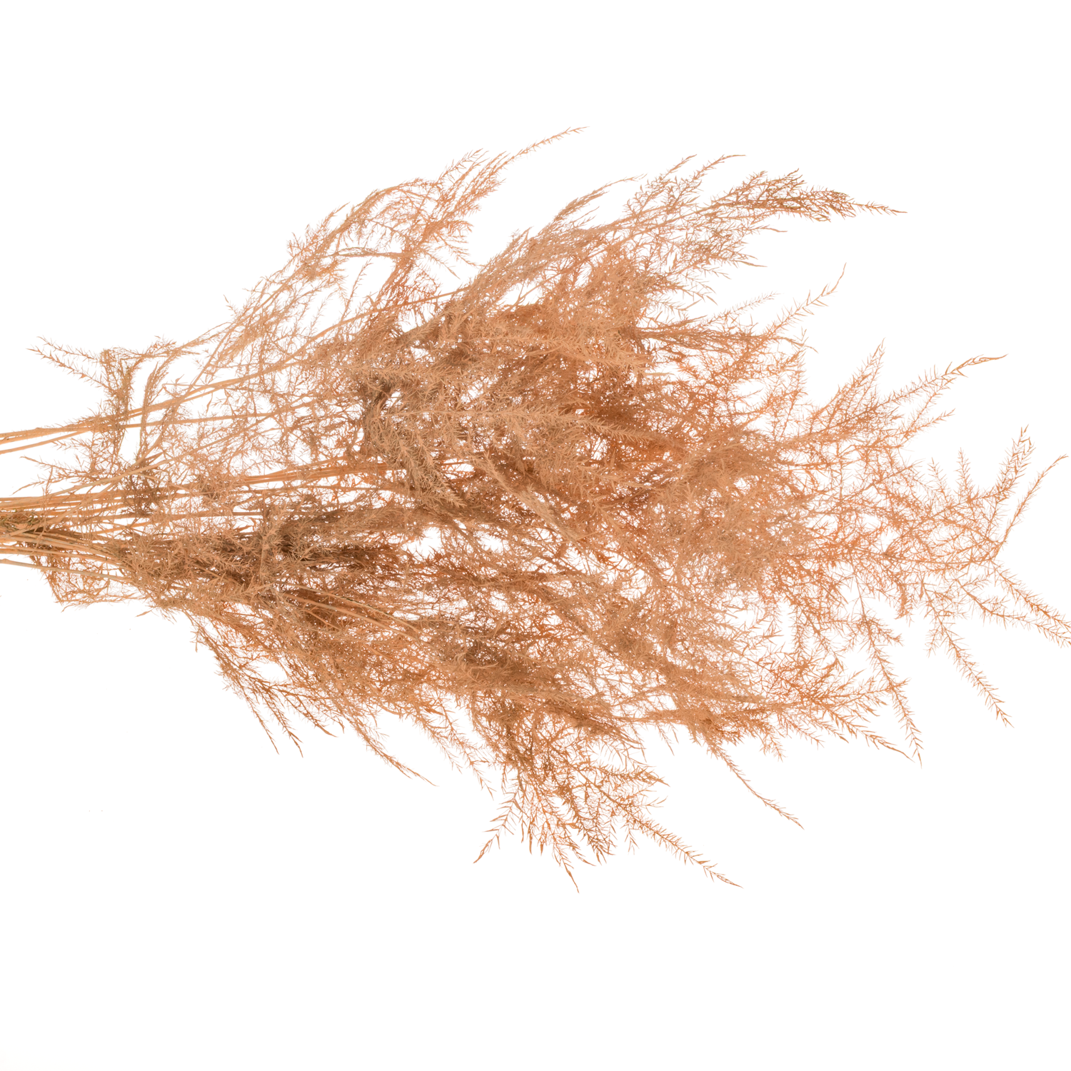 Plumosus apricot gefärbt 45cm (x25)