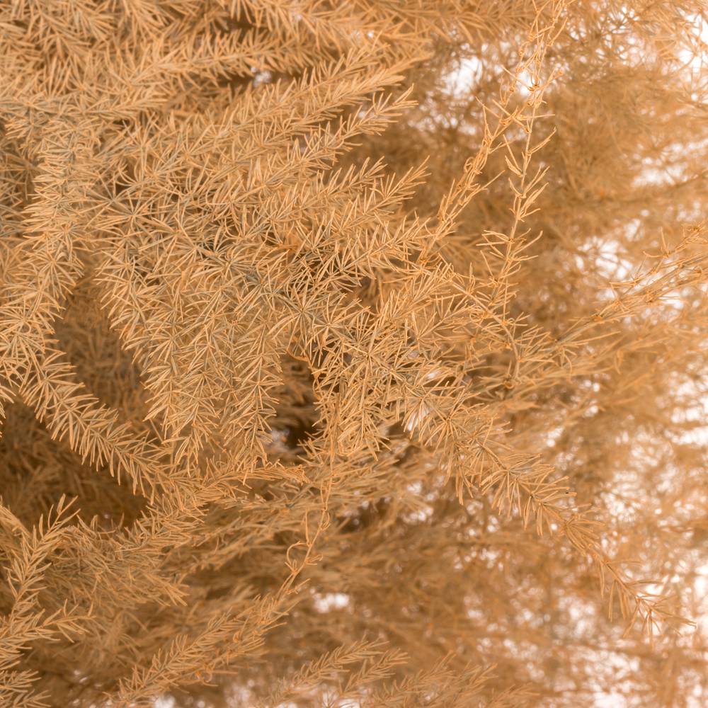 Plumosus apricot gefärbt 45cm (x25)