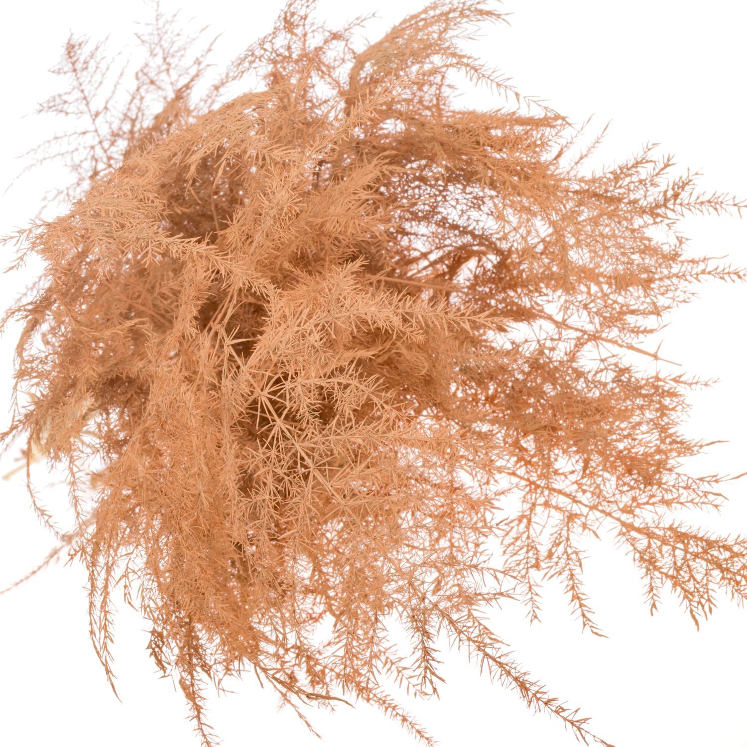 Plumosus apricot gefärbt 45cm (x25)