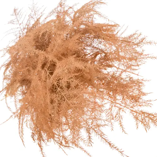 Plumosus apricot gefärbt 45cm (x25)