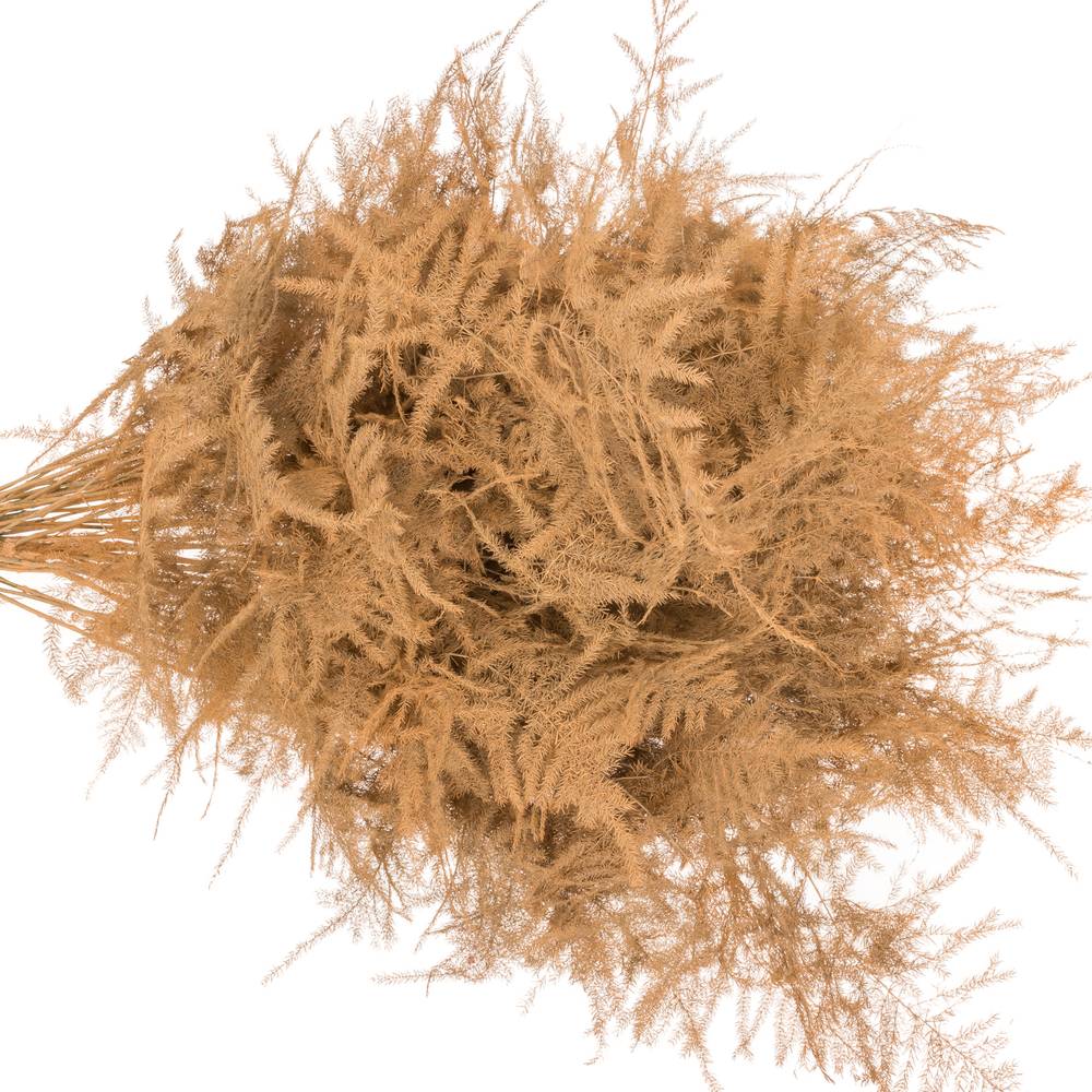 Plumosus apricot gefärbt 45cm (x25)