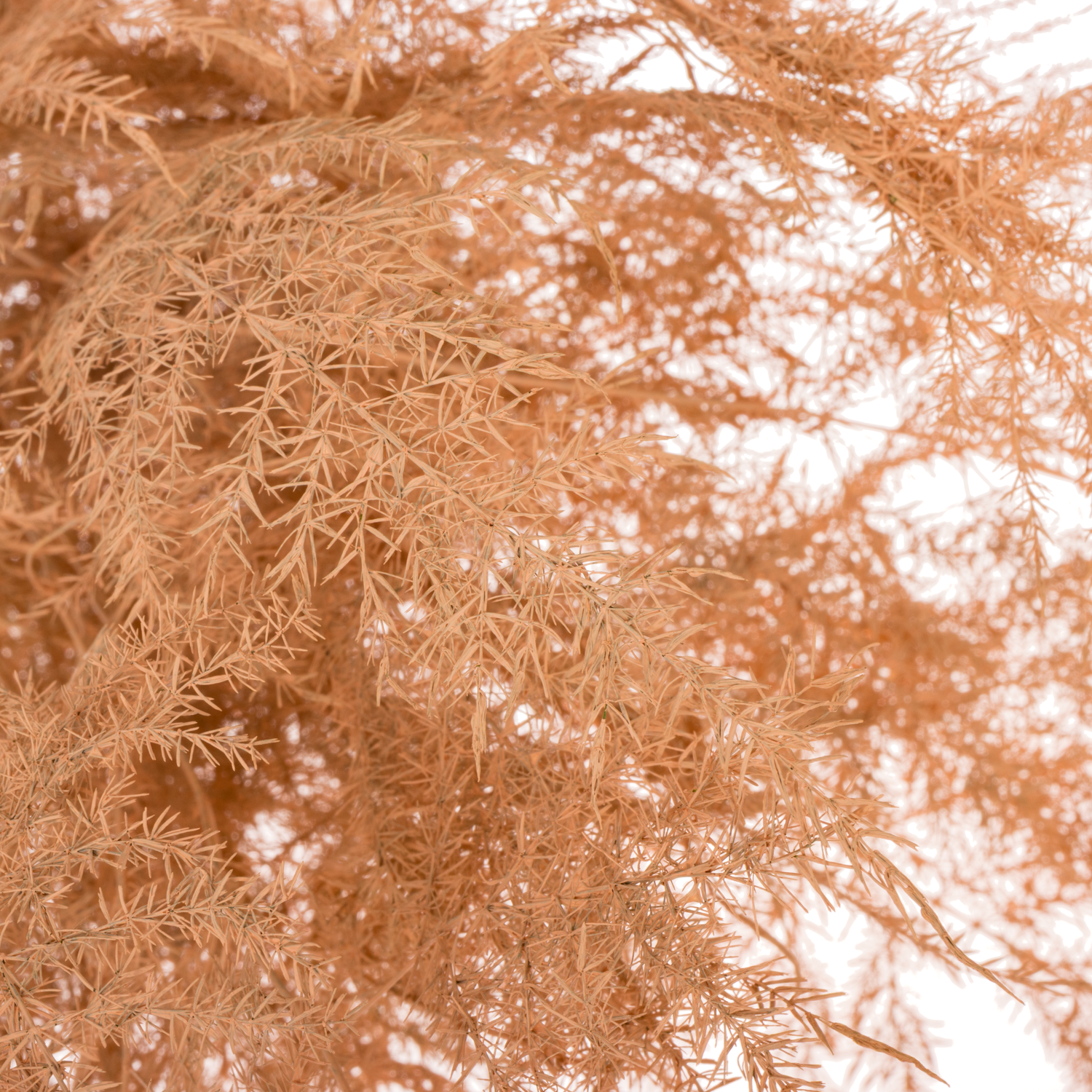 Plumosus apricot gefärbt 45cm (x25)