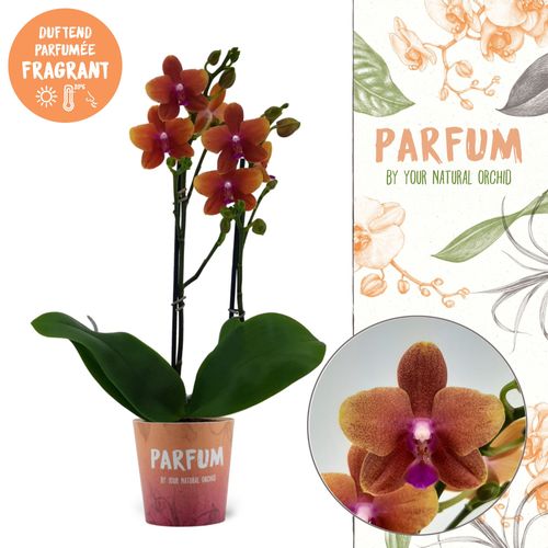 Phal.2-R Bolgheri Parfum T12 H50
