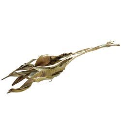 Trocken Strelitziablad L75cm x10