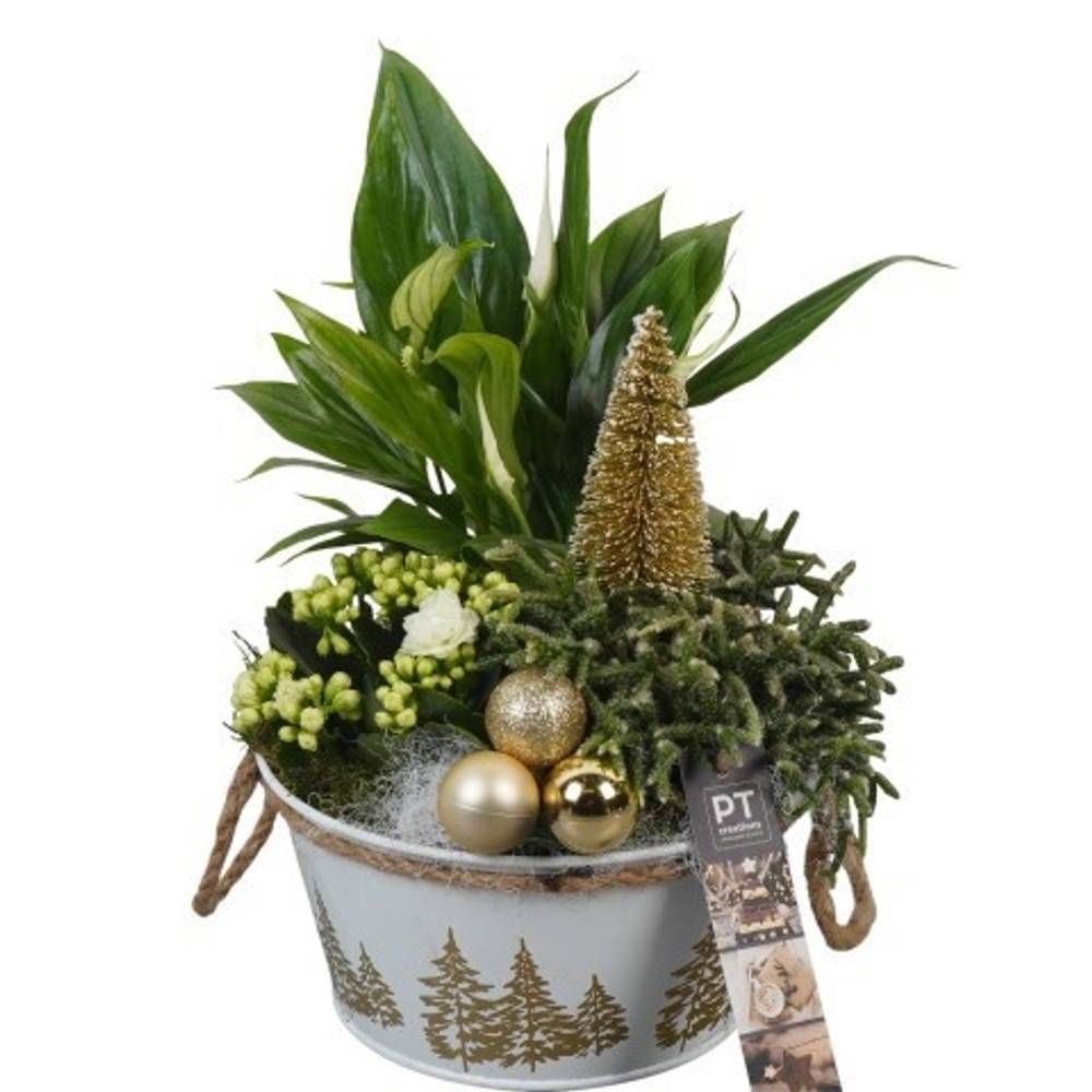 Spath.Arr PTCHG5661 Weihnachten T18 H031