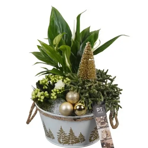 Spath.Arr PTCHG5661 Weihnachten T18 H031