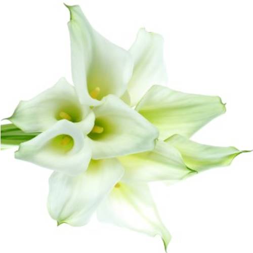 Calla weiss Crystal Blush 40cm