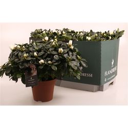 Azalee weiss T16 H040