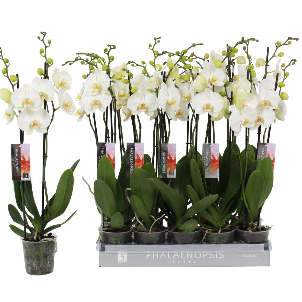 Phal.2-R weiss Nottingham T12 H060