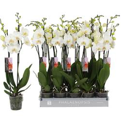 Phal.2-R weiss Nottingham T12 H060