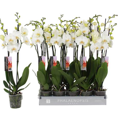 Phal.2-R weiss Nottingham T12 H060