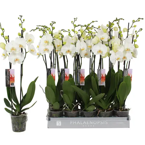 Phal.2-R weiss Nottingham T12 H060