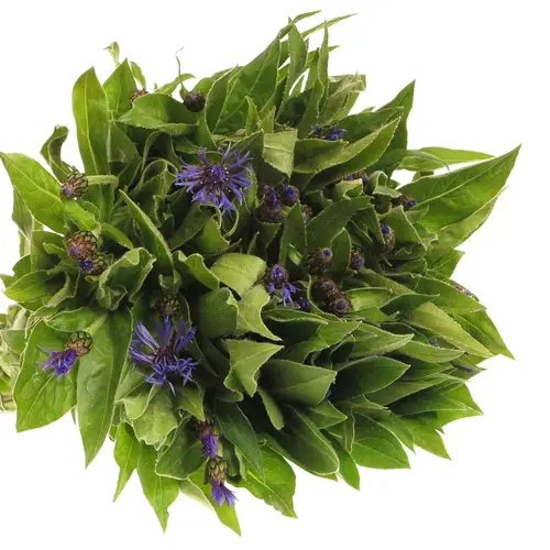 Centauria blau  50cm