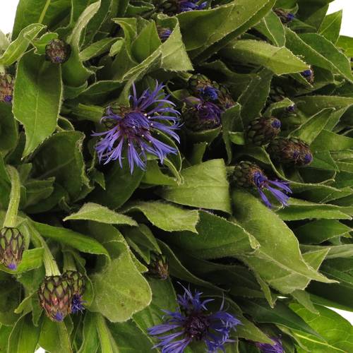 Centauria blau  50cm
