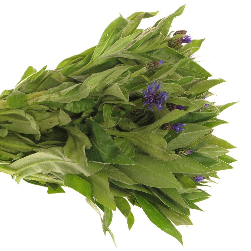 Centauria blau  50cm