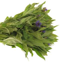 Centauria blau  50cm