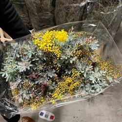 Mimosa grau/gelb Baileyana 200 Gramm 60cm