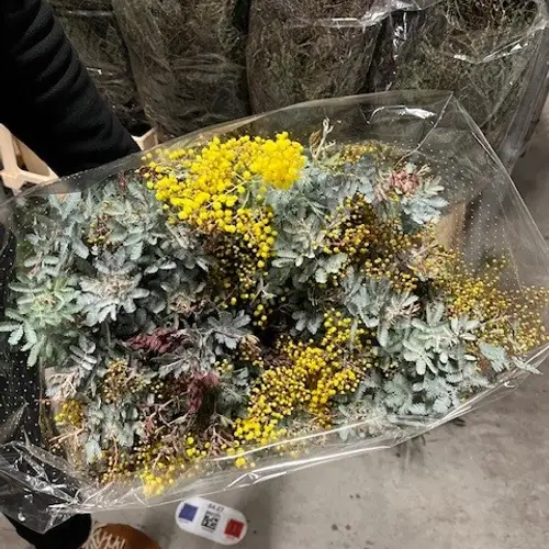 Mimosa grau/gelb Baileyana 200 Gramm 60cm