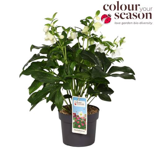 Helleb.weiss Orientalis T19 H040