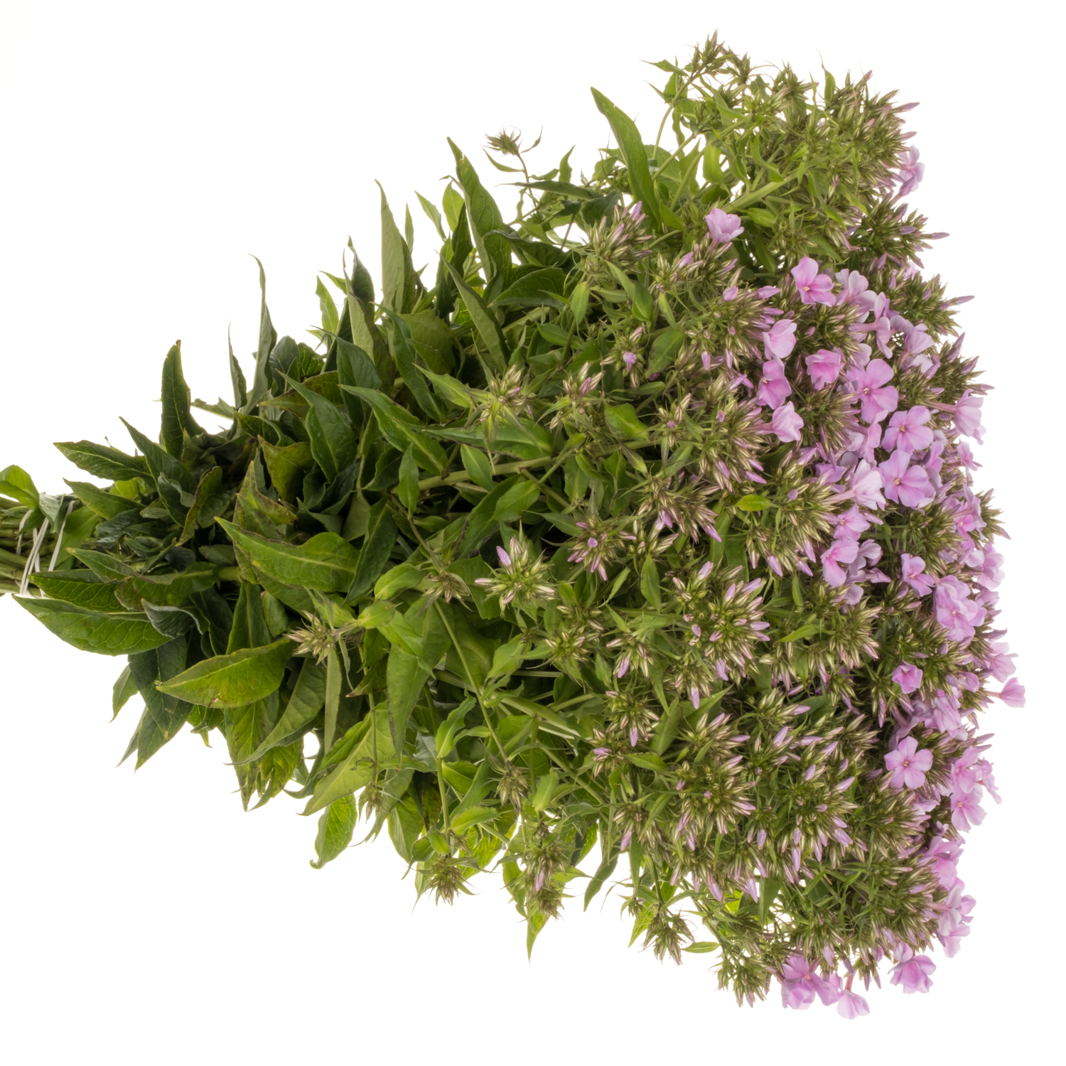 Phlox rosa Tenor 50cm