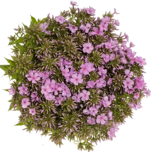 Phlox rosa Tenor 50cm