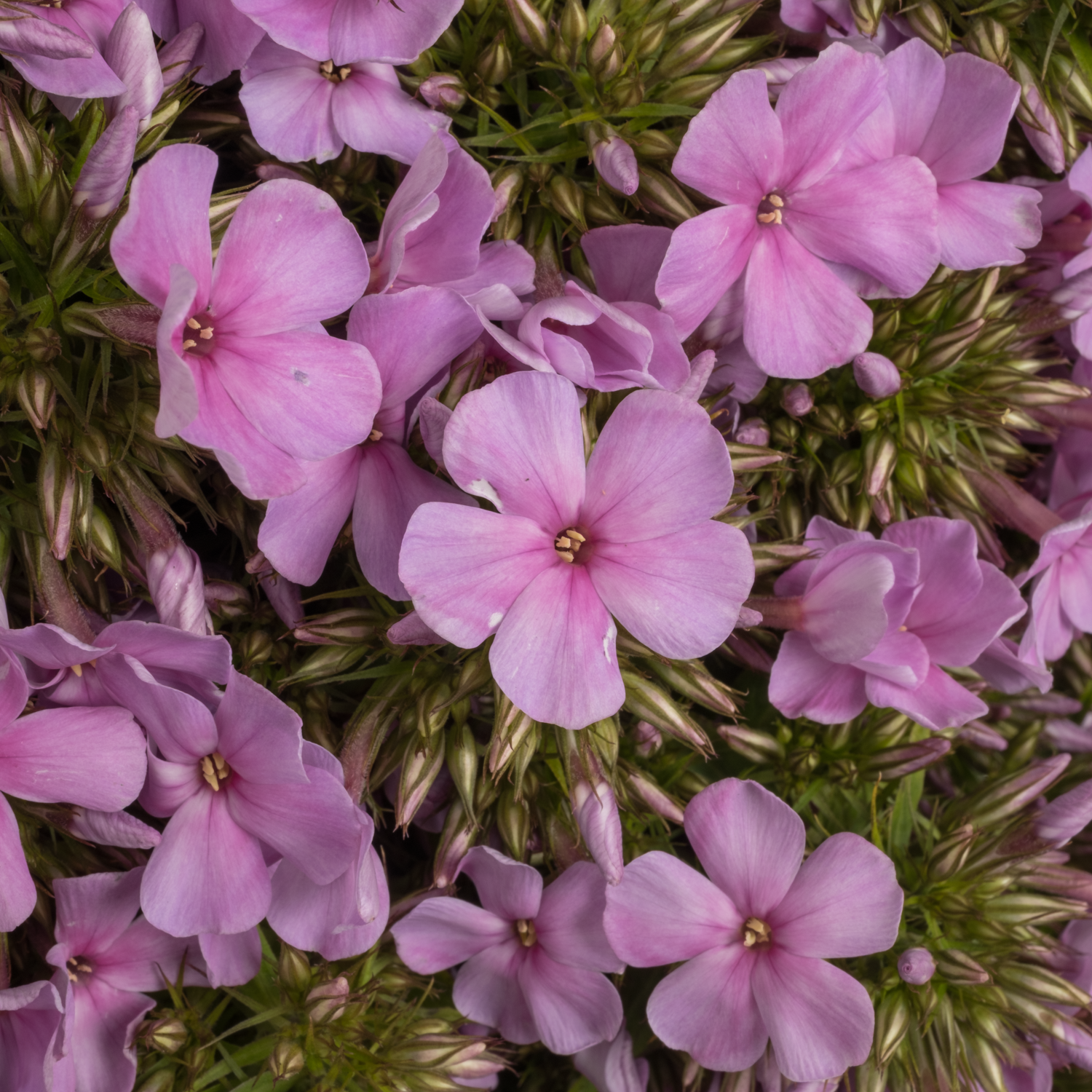 Phlox rosa Tenor 50cm