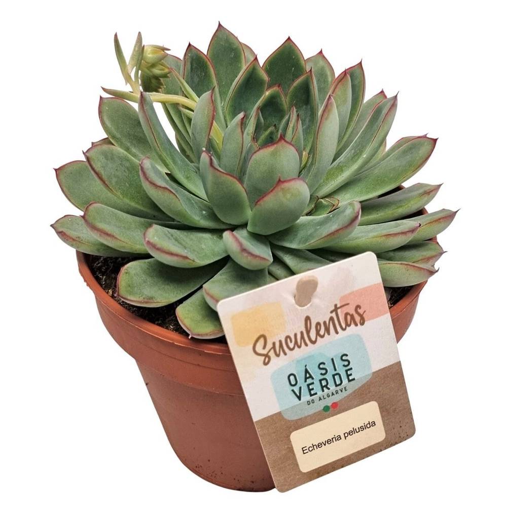 Echeveria Pelusida T14 H020