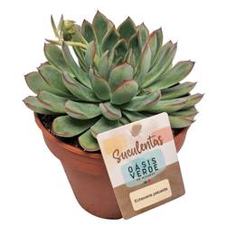 Echeveria Pelusida T14 H020