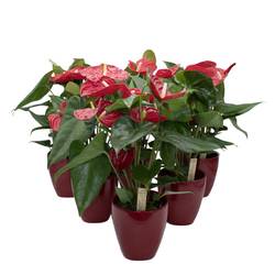 Anthurium rot Aristo im Keramiek Übertopf T12 H040