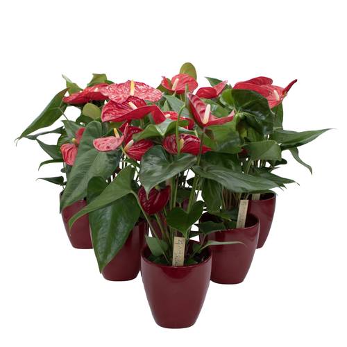 Anthurium rot Aristo im Keramiek Übertopf T12 H040