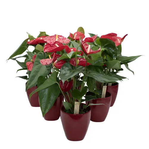 Anthurium rot Aristo im Keramiek Übertopf T12 H040