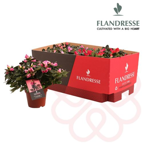 Azalea mix Exotic Fire T12 H025