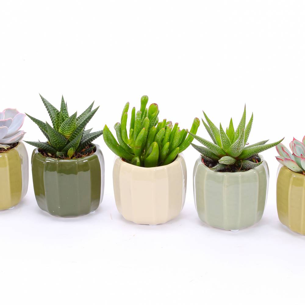 Sukkulenten mix im Helsinki Keramik mix T07 H009